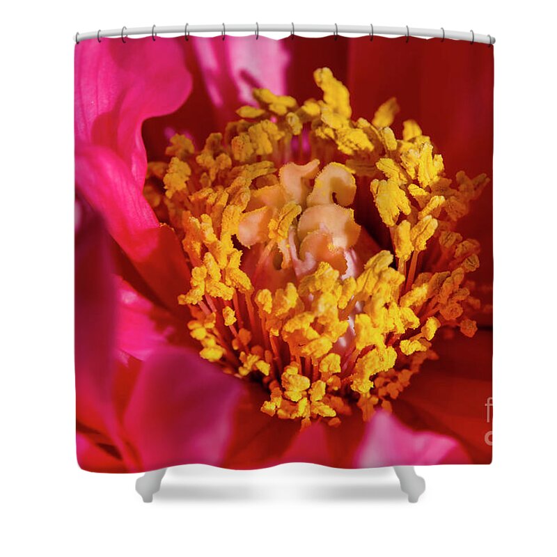 Peony Shower Curtain featuring the photograph Peony, 2 by Glenn Franco Simmons
