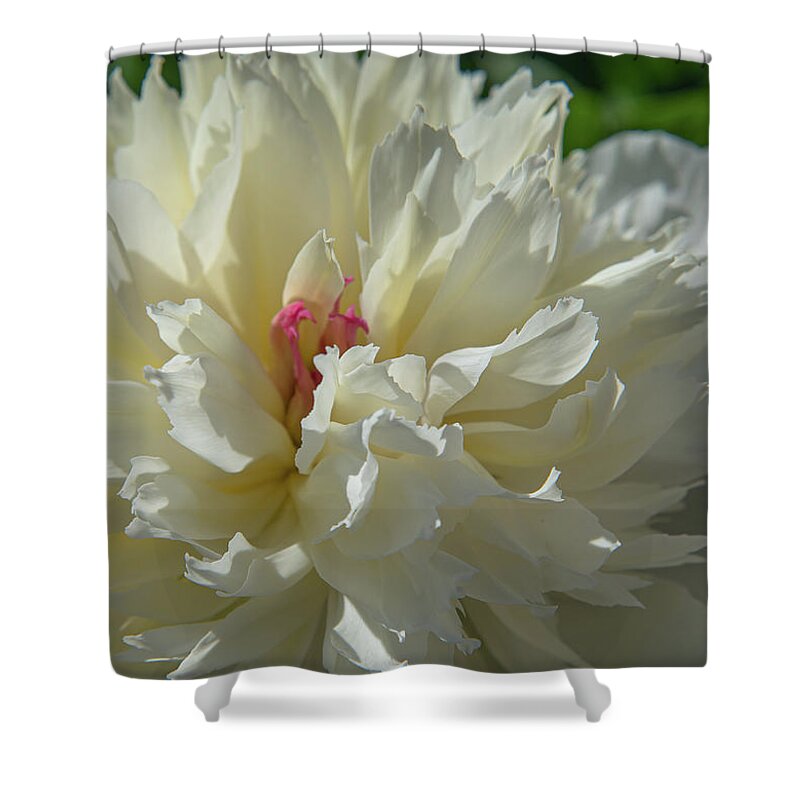 Flower Shower Curtain featuring the photograph Peony Up Close by Lynn Thomas Amber