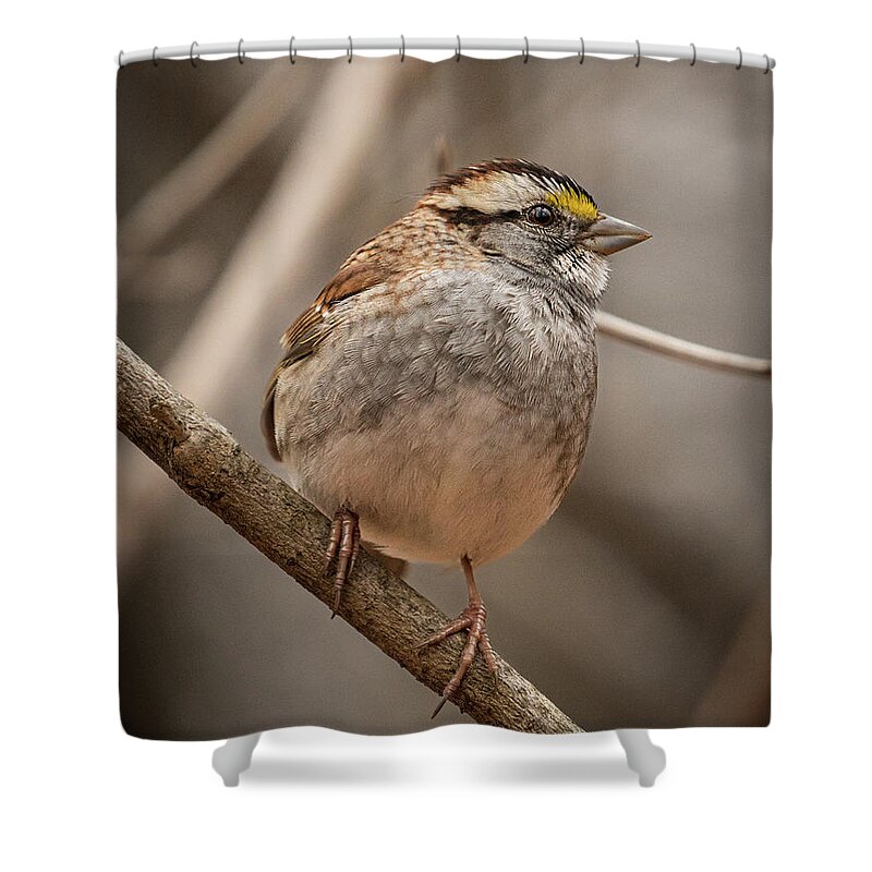Sparrow Shower Curtain featuring the photograph Perched. by Alyssa Tumale