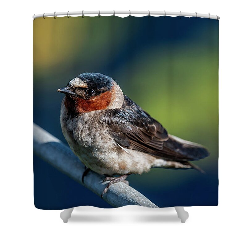 Adult Cliff Swallow Shower Curtain featuring the photograph Perched Swallow by Robert Potts