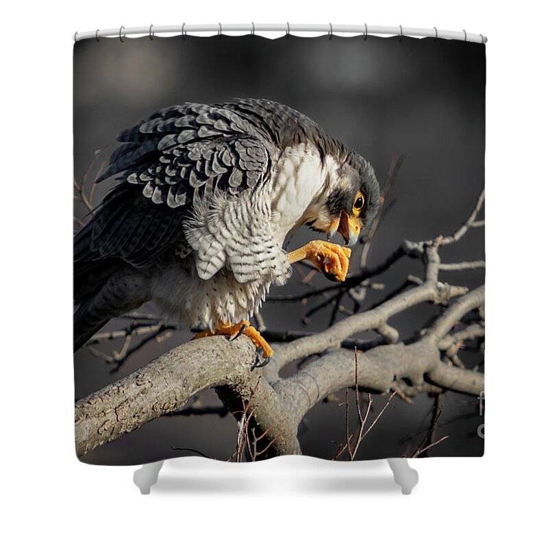 Falcon Shower Curtain featuring the photograph Peregrine Falcon on a Favorite Perch by Alyssa Tumale