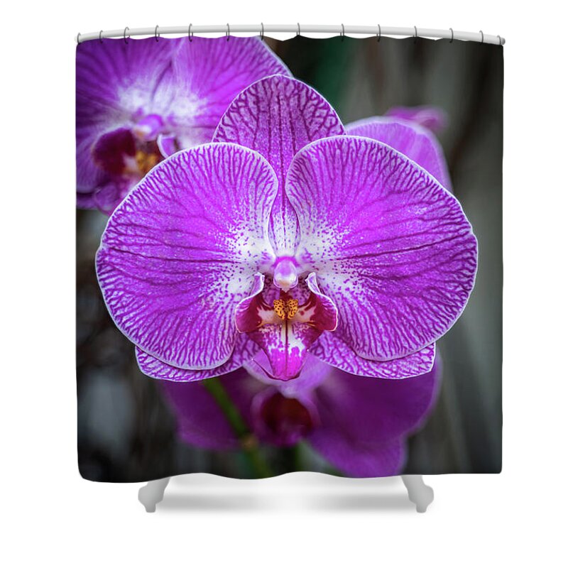 Purple Shower Curtain featuring the photograph Phalaenopsis Orchid Purple Flower by Artur Bogacki