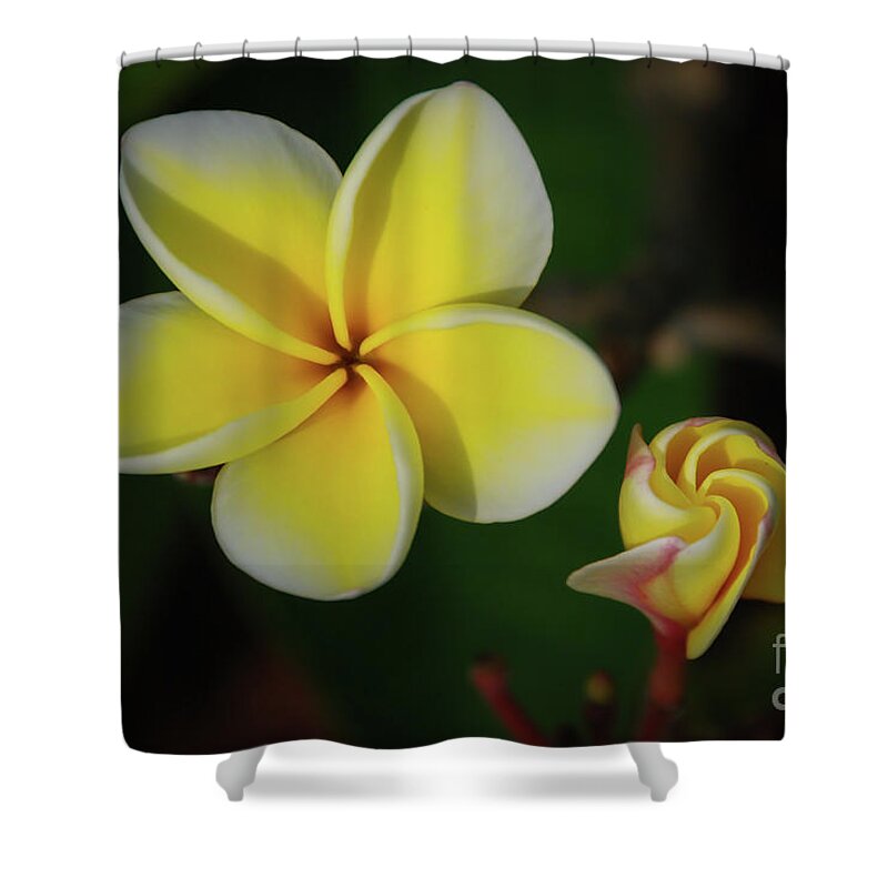 Big Island Shower Curtain featuring the photograph Phases of Plumeria Blossoms by Nancy Gleason