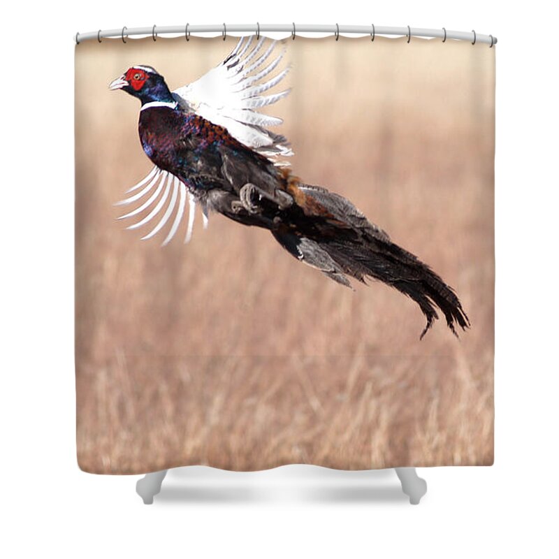 Richard E Porter Shower Curtain featuring the photograph Pheasant Flying, Floyd County, Texas by Richard Porter