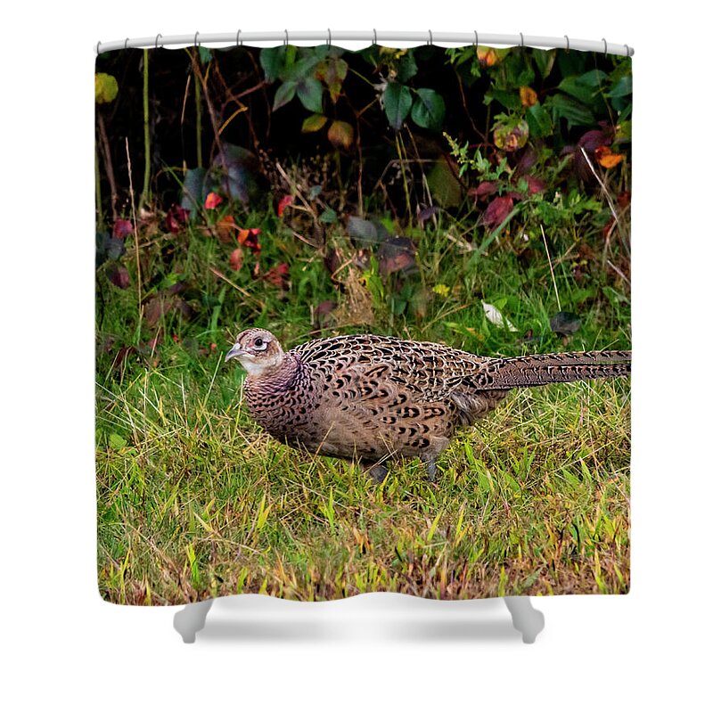 Pheasant Shower Curtain featuring the photograph Pheasant Hen by Cathy Kovarik