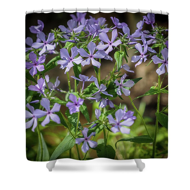 Phlox Shower Curtain featuring the photograph Phlox in the Field by James C Richardson
