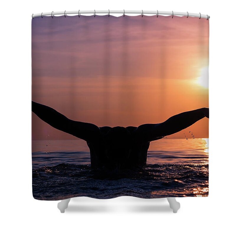 Sunset Shower Curtain featuring the photograph Phoenix by Josu Ozkaritz