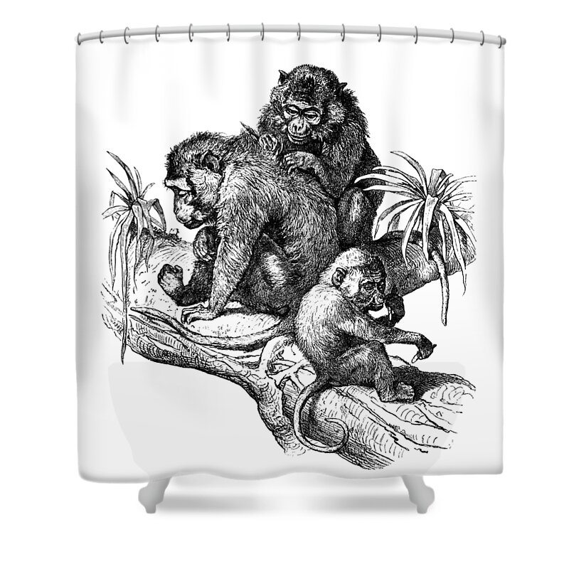 Monkey Shower Curtain featuring the digital art Picking Fleas by Madame Memento