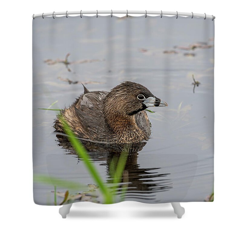 Animals Shower Curtain featuring the photograph Pied-billed I Be by Robert Potts