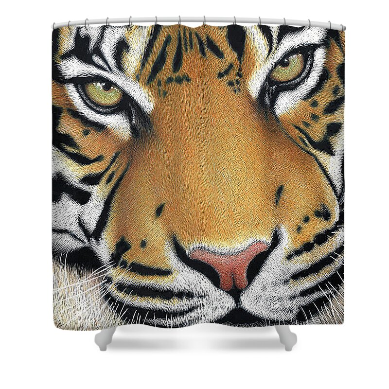Tiger Shower Curtain featuring the drawing Piercing Stare by Sheryl Unwin