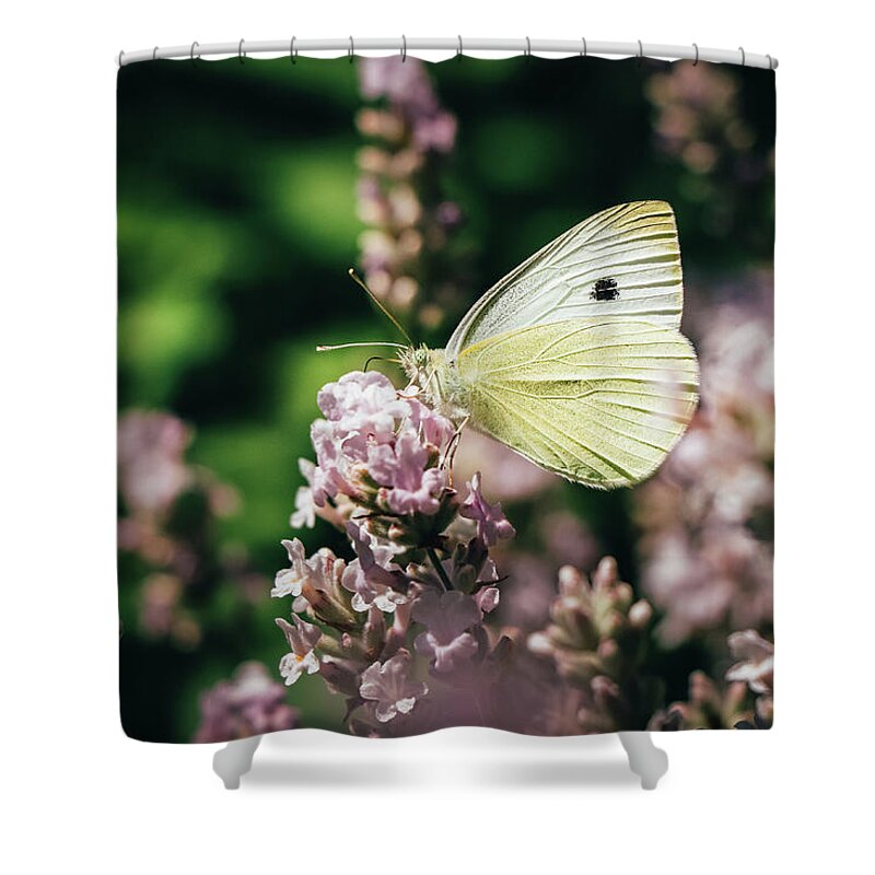 Creature Shower Curtain featuring the photograph Pieris rapae sits on pink flower by Vaclav Sonnek