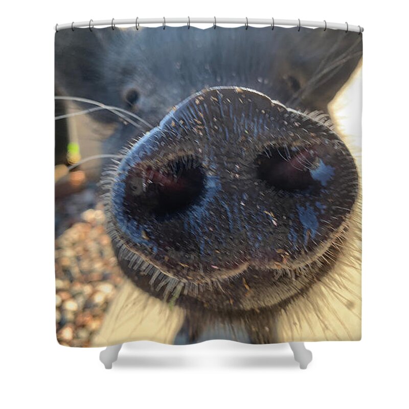 Pig Shower Curtain featuring the photograph Snout of Love by Lee Darnell