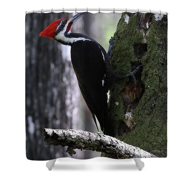 Pileated Woodpecker Shower Curtain featuring the photograph Pileated Woodpecker 3 by Mingming Jiang