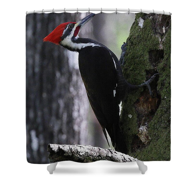 Pileated Woodpecker Shower Curtain featuring the photograph Pileated Woodpecker 4 by Mingming Jiang