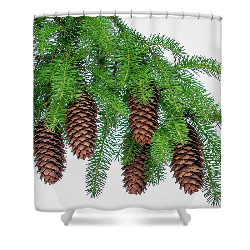 Pine Trees Shower Curtain featuring the photograph Pine Bough by Christina Rollo