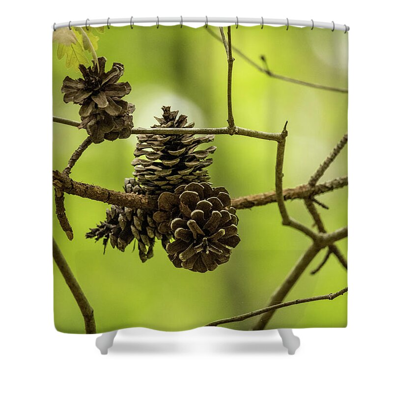 Cone Shower Curtain featuring the photograph Pine Cones by Rick Nelson