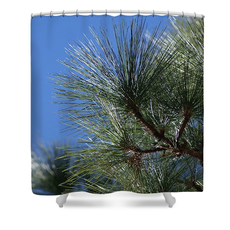  Shower Curtain featuring the photograph Pine Left by Heather E Harman