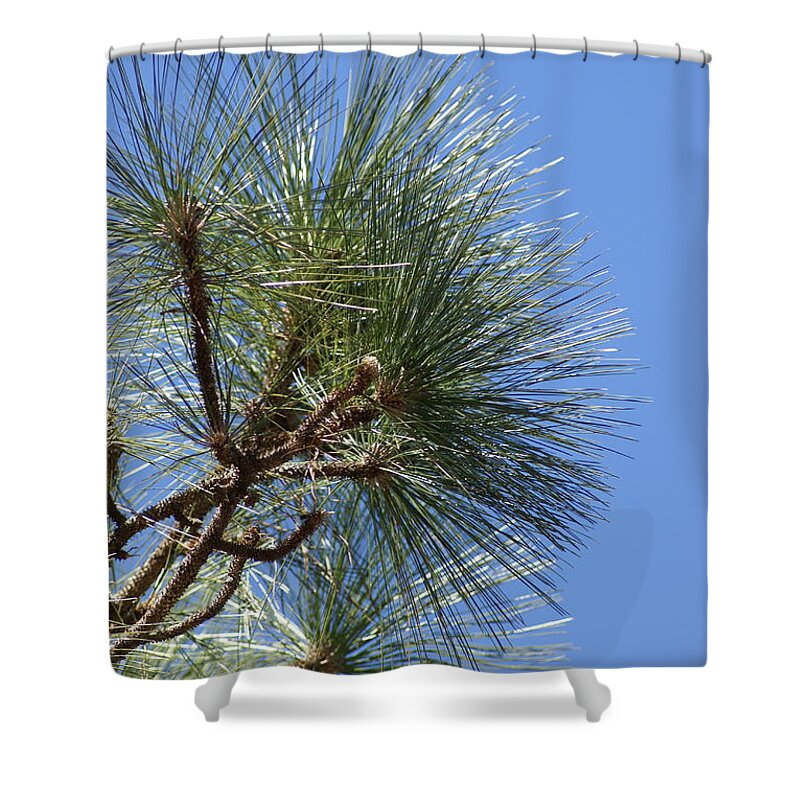  Shower Curtain featuring the photograph Pine Right by Heather E Harman