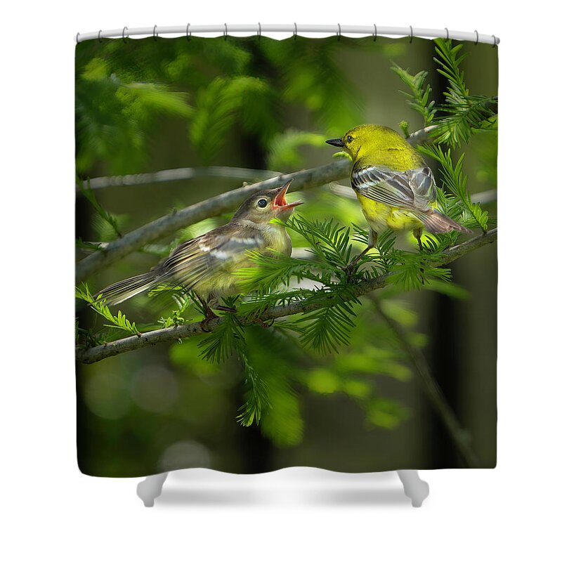 Backyard Shower Curtain featuring the photograph Pine Warbler with Chick by Larry Marshall