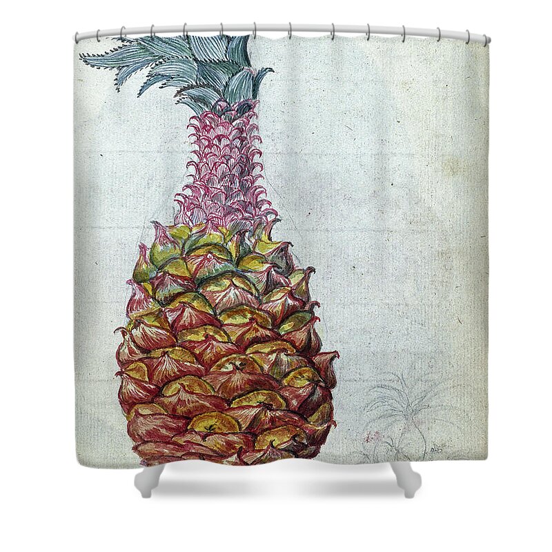 Pineapple Shower Curtain featuring the painting Pineapple, Jan Brandes, 1785 by Artistic Rifki