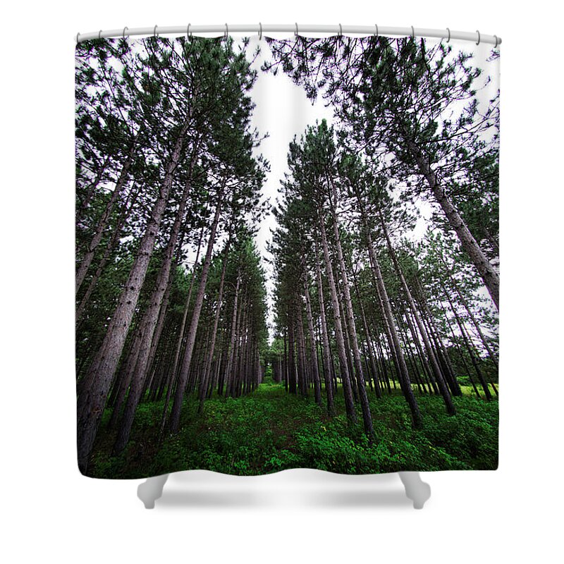 Pinetrees Shower Curtain featuring the photograph Pines that last forever by Nicole Engstrom