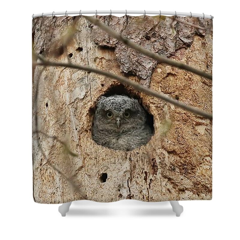 Eastern Screech Owl Shower Curtain featuring the photograph Pining for you by Heather King