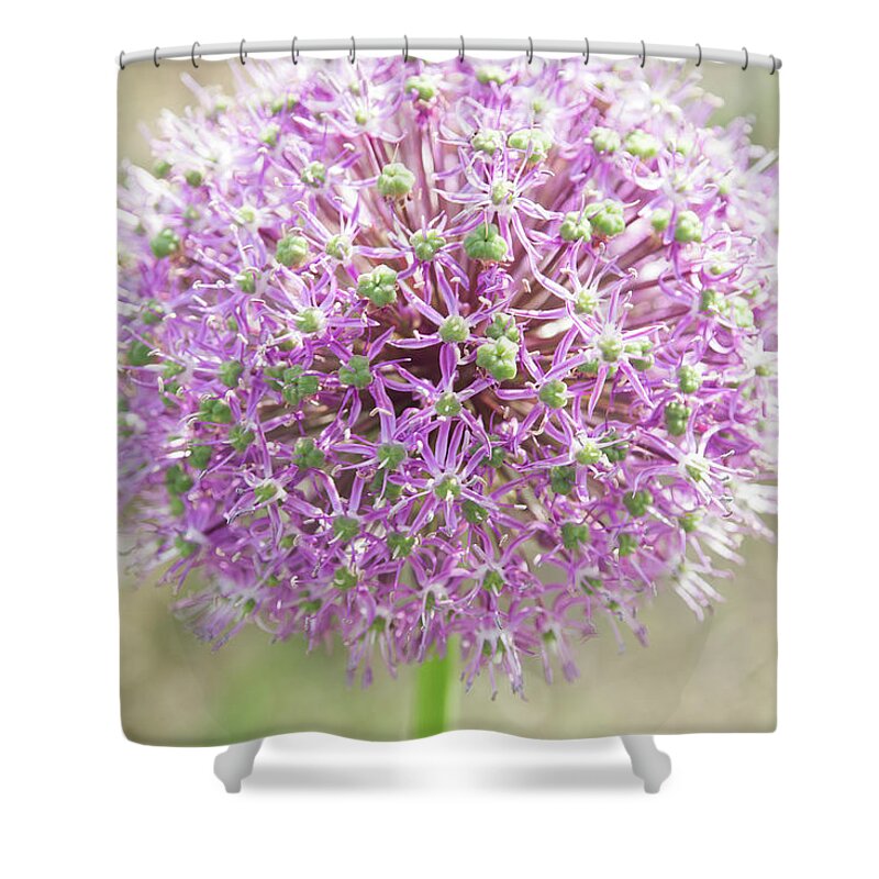 Allium Shower Curtain featuring the photograph Pink allium flower with a soft background by Jean-Luc Farges