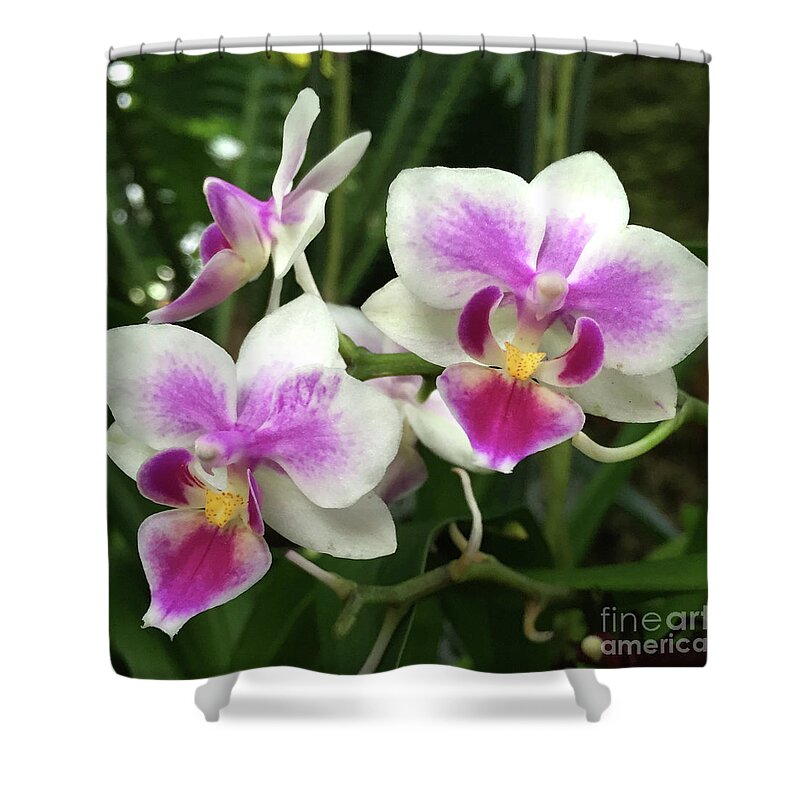 Orchids Shower Curtain featuring the photograph Pink and White Orchids by Wendy Golden