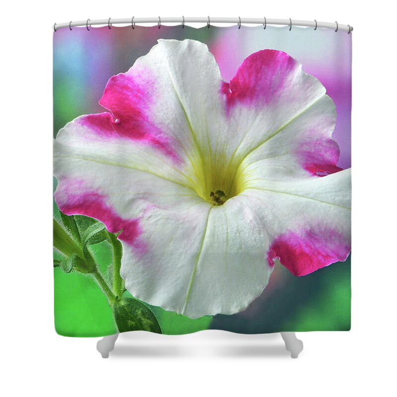 Putunia Shower Curtain featuring the photograph Pink And White Putunia. by Terence Davis