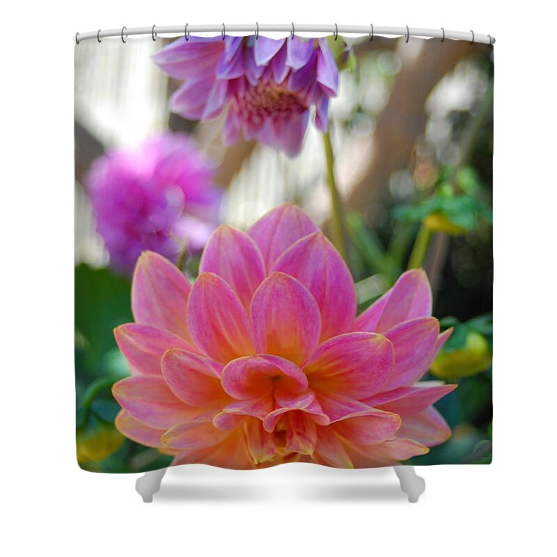 Dahlia Shower Curtain featuring the photograph Pink and Yellow Dahlias 1 by Amy Fose