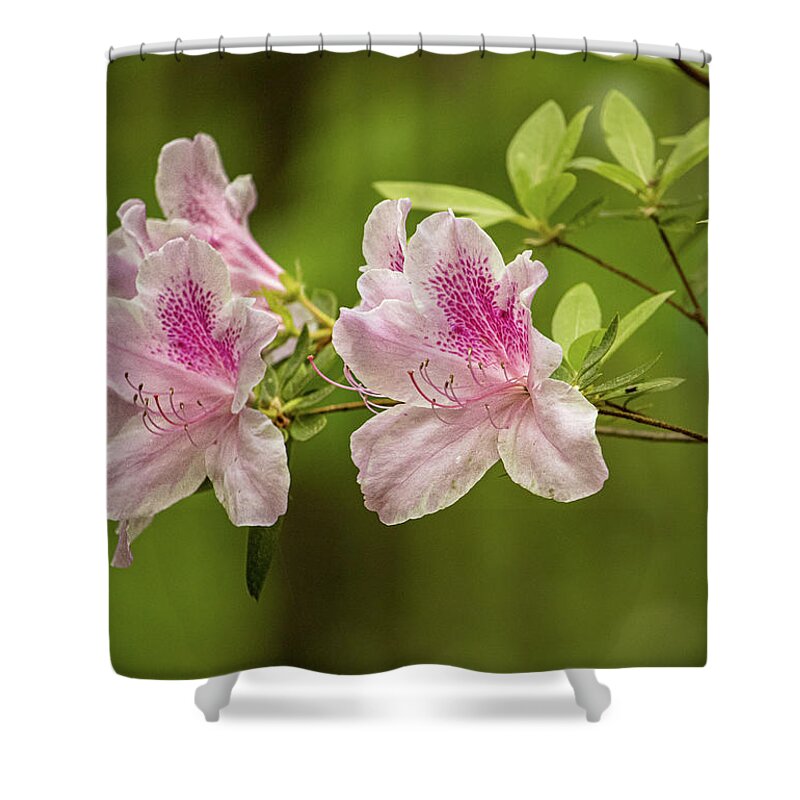Azalea Shower Curtain featuring the photograph Pink Azalea by Rick Nelson