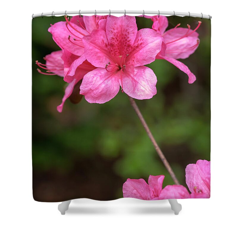 Flower Shower Curtain featuring the photograph Pink Azaleas by Dawn Cavalieri