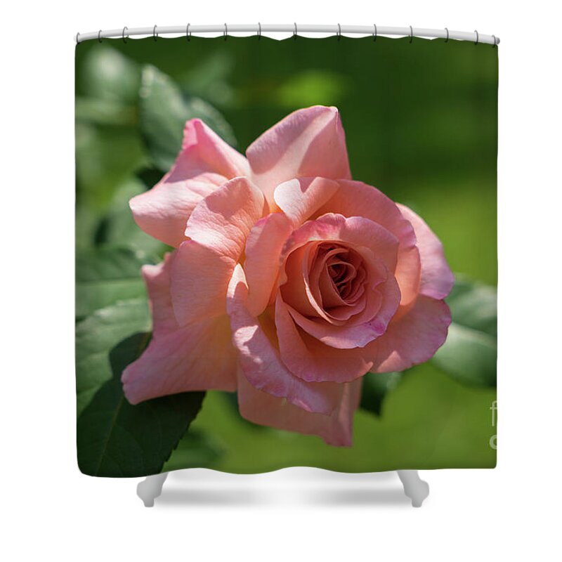 Rose Shower Curtain featuring the photograph Pink beauty in the summer garden by Adriana Mueller