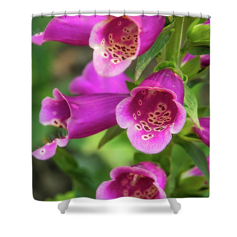 Pink Shower Curtain featuring the photograph Pink Bells by Leslie Struxness