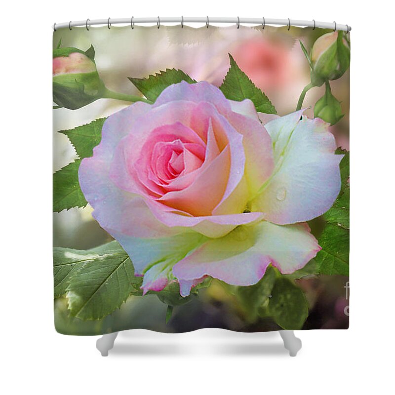 Pink Rose Shower Curtain featuring the photograph Pink Blush by Morag Bates
