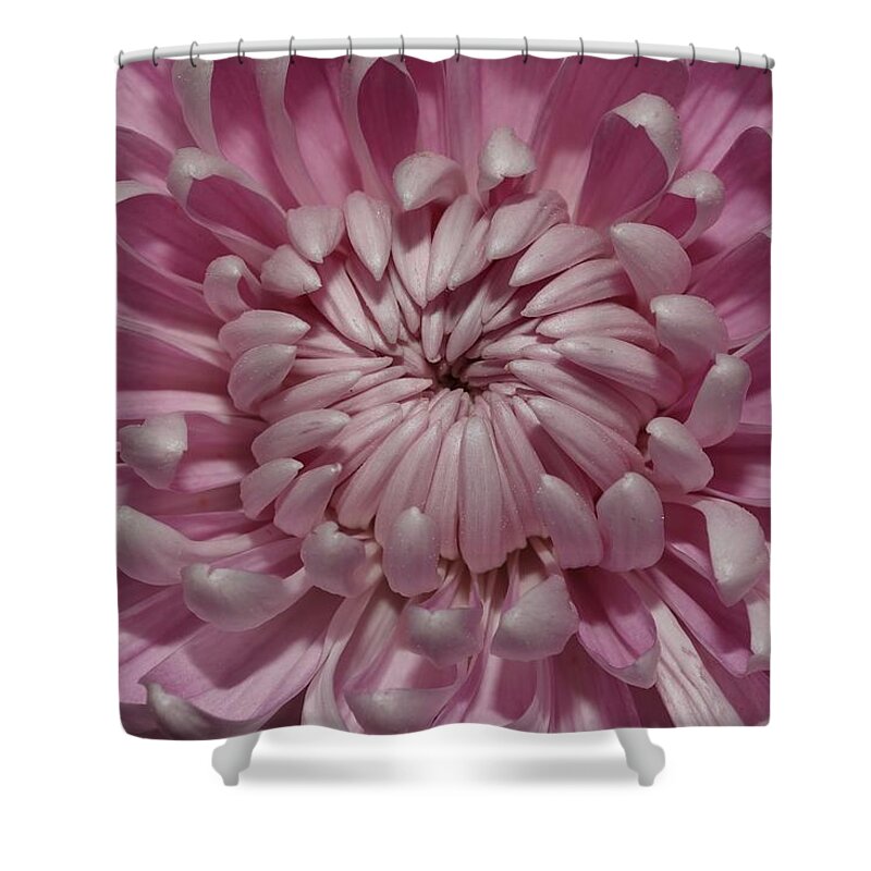 Chrysanthemum Shower Curtain featuring the photograph Pink Chrysanthemum 3 by Mingming Jiang