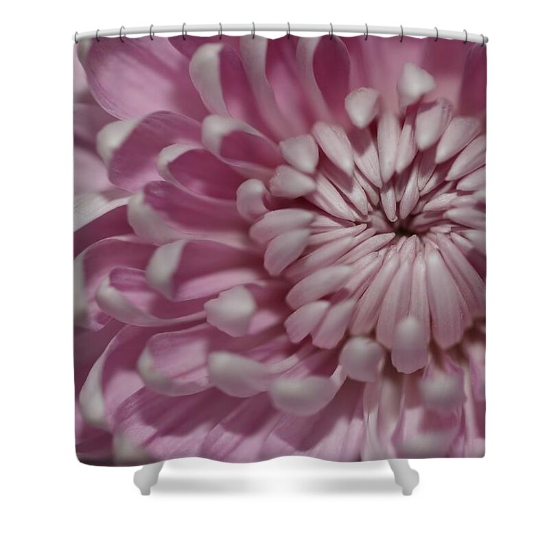 Chrysanthemum Shower Curtain featuring the photograph Pink Chrysanthemum by Mingming Jiang