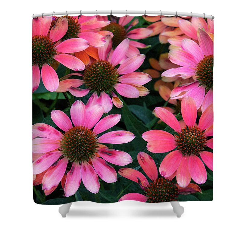 Flowers Shower Curtain featuring the photograph Pink Coneflowers by Karen Smale
