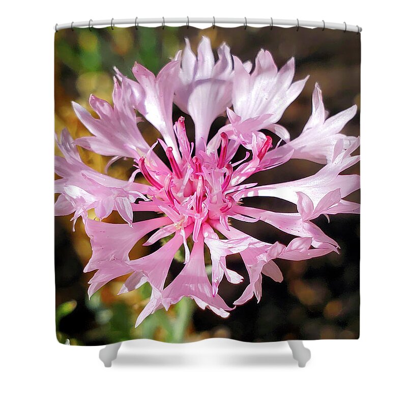 Centaurea Cyanus Shower Curtain featuring the photograph Pink Cornflower by Jean Evans