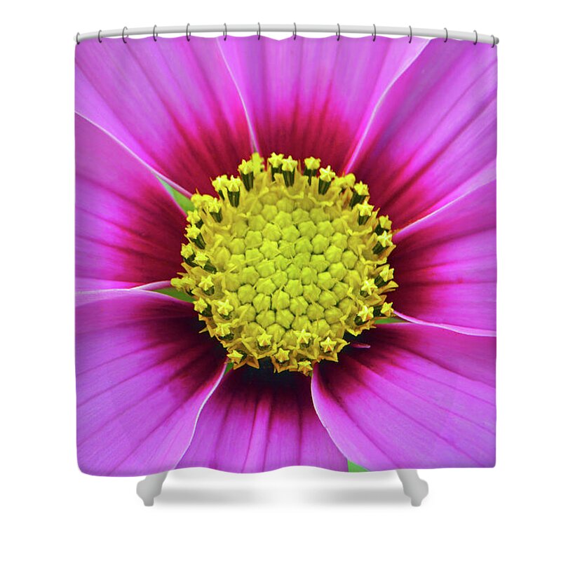 Pink Shower Curtain featuring the photograph Pink Cosmos Heart by Terence Davis