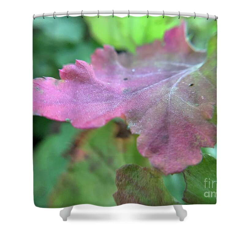 Daisy Leaf Shower Curtain featuring the photograph Pink Daisy Leaf by Catherine Wilson