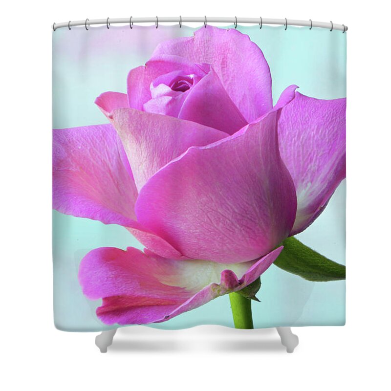 Pink Rose Shower Curtain featuring the photograph Pink Delight by Terence Davis