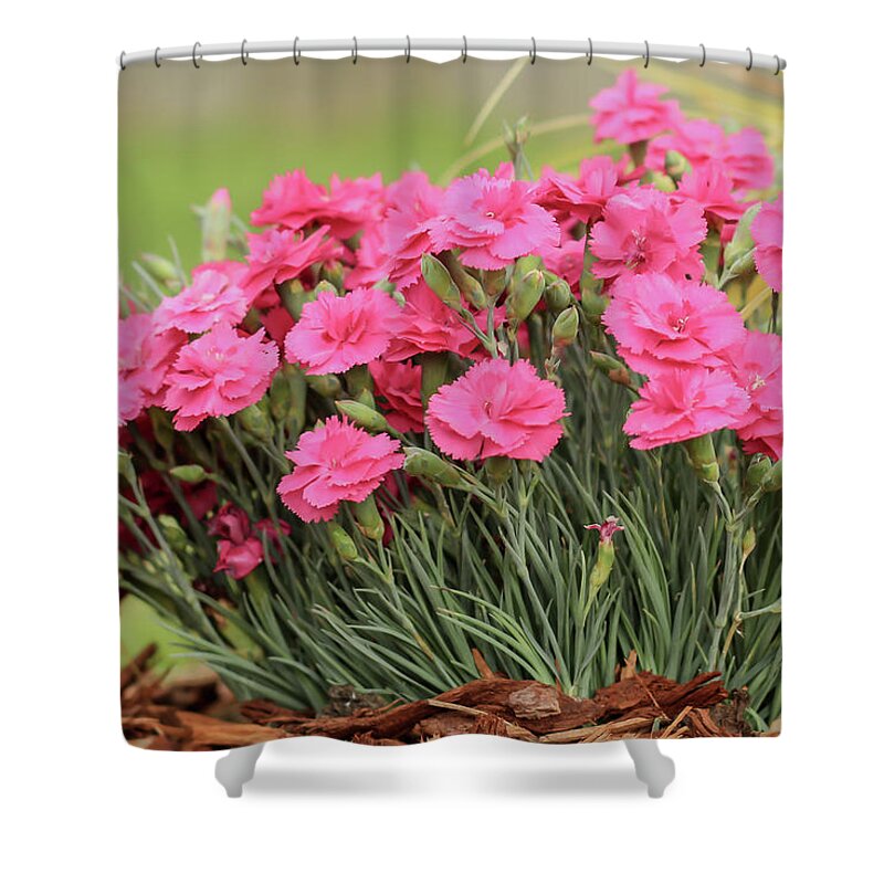 Floral Shower Curtain featuring the photograph Pink Dianthus by E Faithe Lester