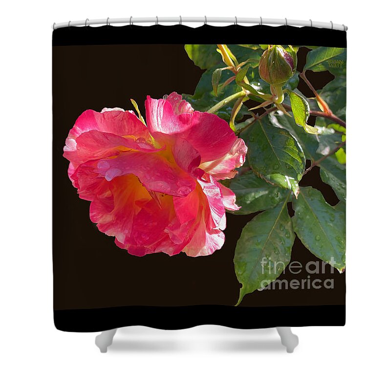 Roses Shower Curtain featuring the photograph Pink Disney Rose out of black by Brian Watt