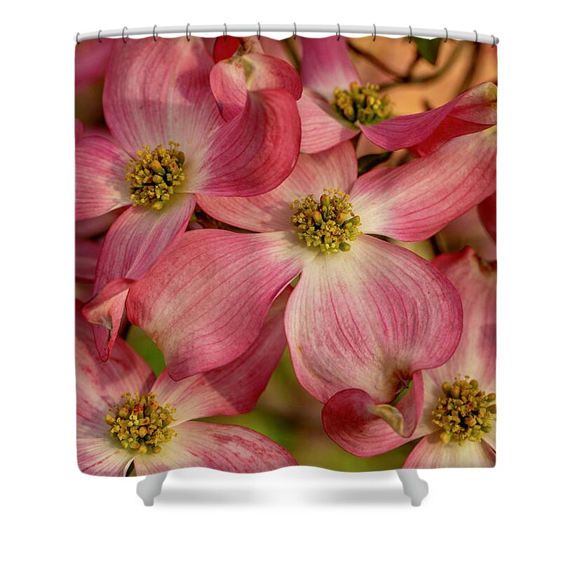 Dogwoods Shower Curtain featuring the photograph Pink Dogwoods by Lynn Hopwood