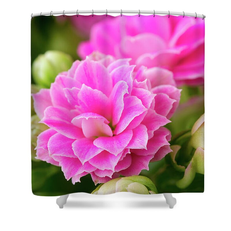 Pink Flowers Shower Curtain featuring the photograph Pink Flowers by Tanya C Smith