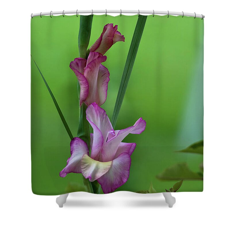 Bus Shower Curtain featuring the photograph Pink Gladiolus by Ed Gleichman