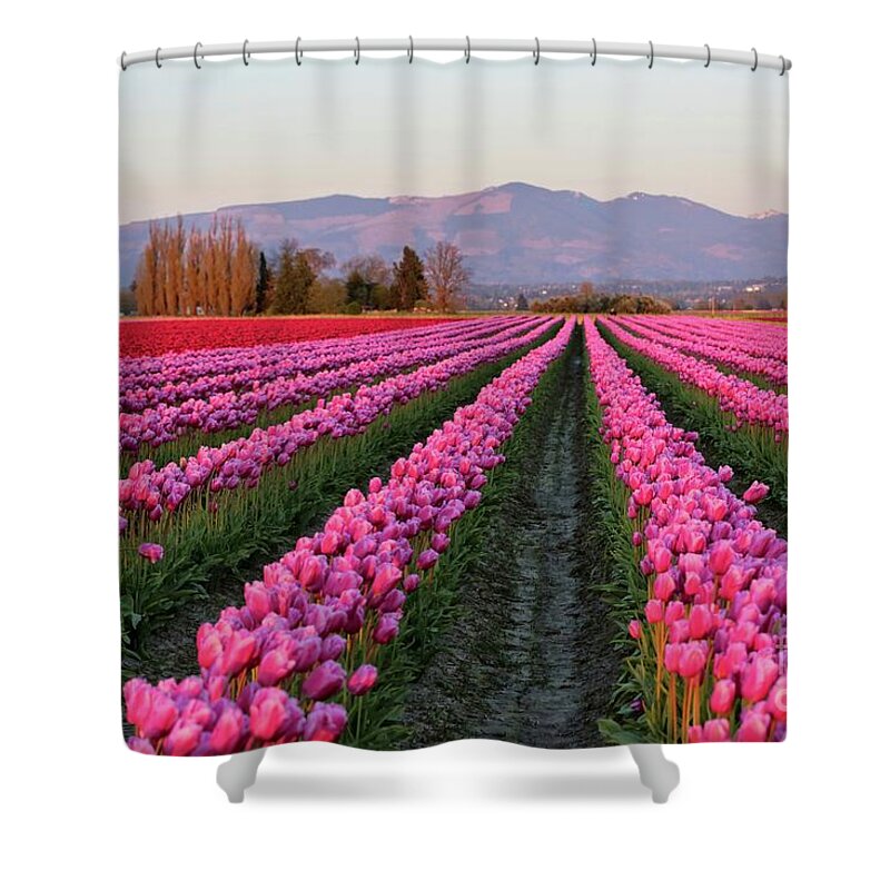 Tulips Shower Curtain featuring the photograph Pink Glowing Tulips Field by Carol Groenen