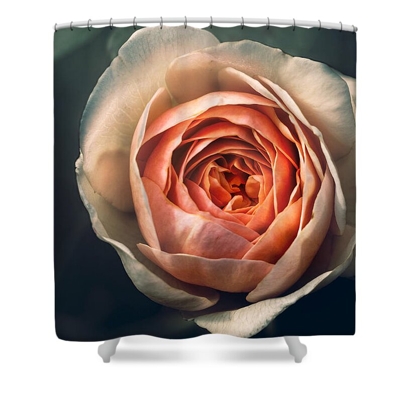 Rose Shower Curtain featuring the photograph Pink Irish Rose by Carrie Hannigan