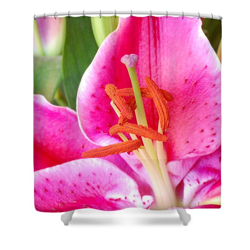 Lily Shower Curtain featuring the photograph Pink Lily 2 by Amy Fose